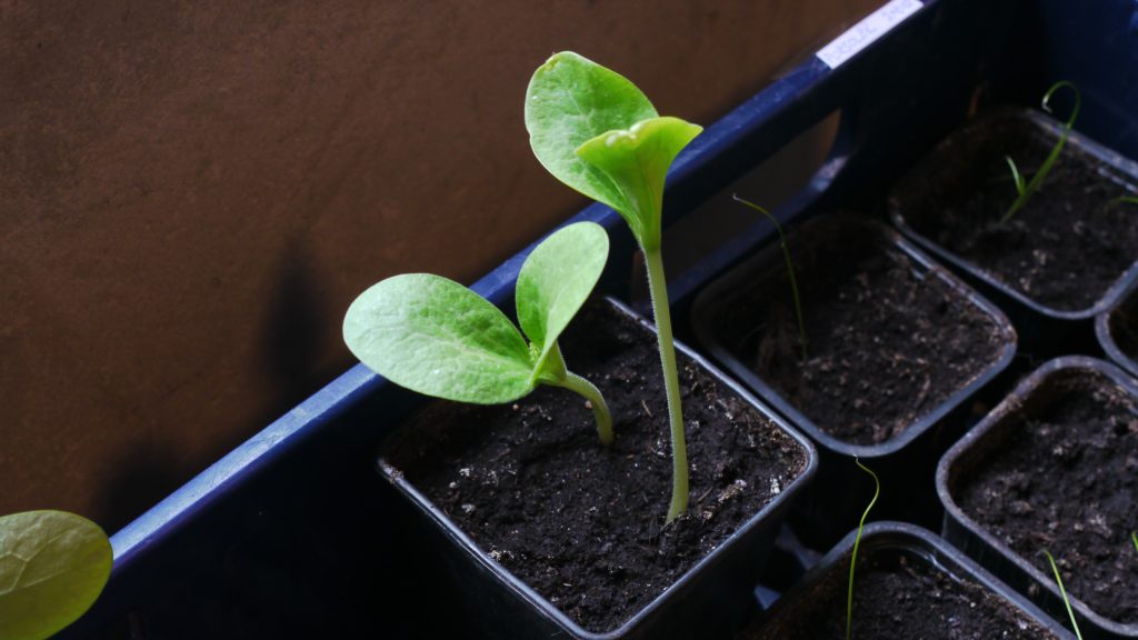 Ung squashplanta i en liten plastkruka