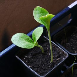 Ung squashplanta i en liten plastkruka