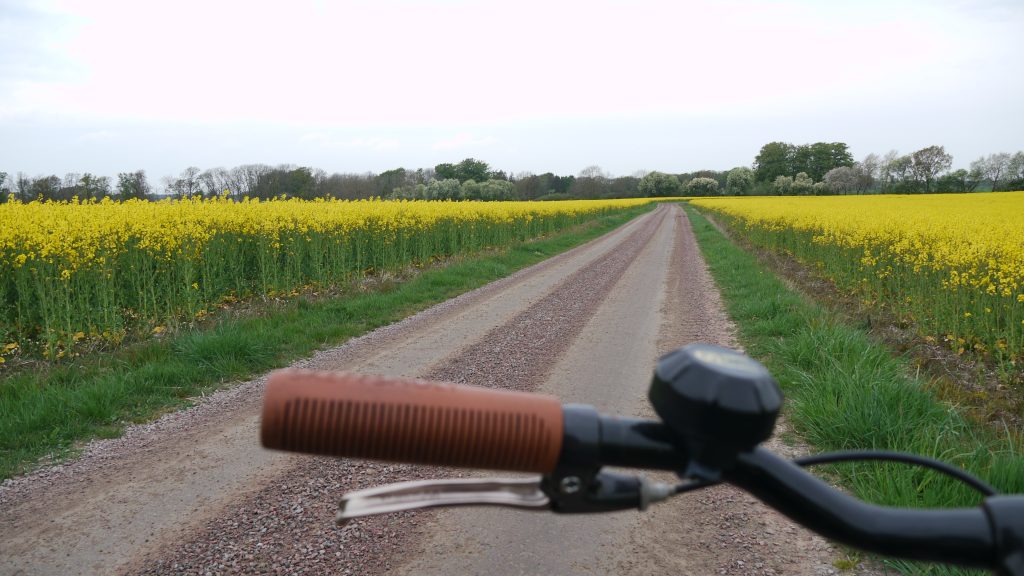 Cykel på en grusväg mellan två blommande rapsfält