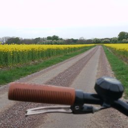 Cykel på en grusväg mellan två blommande rapsfält