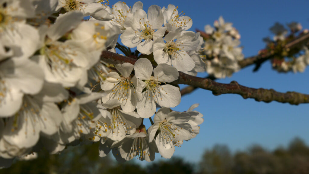 Närbild på en kvist med vita körsbärsblommor